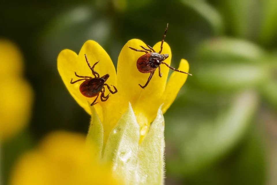 Фото: pixabay.com
