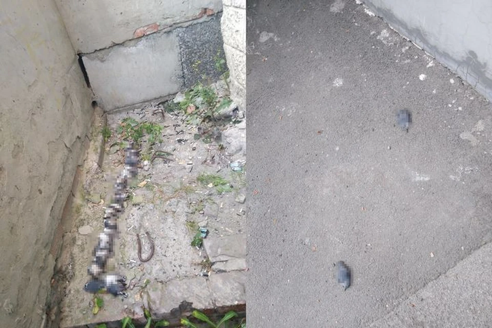 Новосибирец нашел на улице в Железнодорожном районе несколько десятков мертвых птиц. Фото: Предоставлено героем материала
