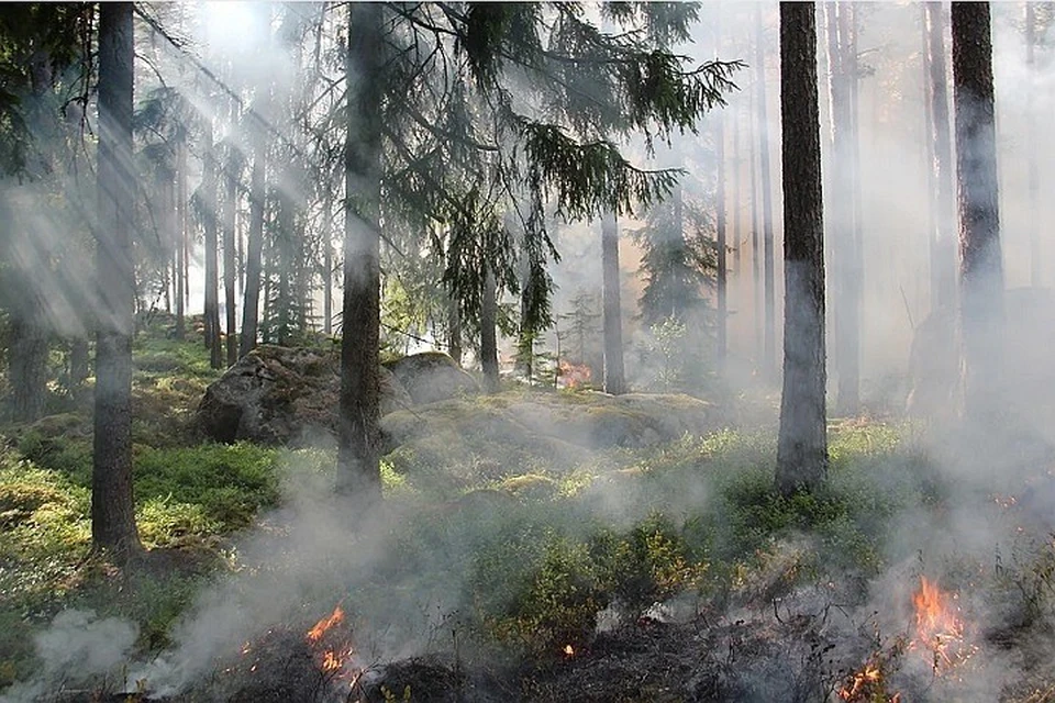 На Ямале горят леса в Пуровском районе Фото: pixabay.com