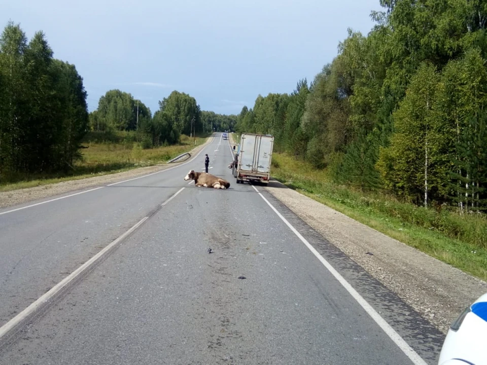 Машину томская область. Томск Каргала Колпашево. Трассе Томск-Колпашево. Дорога Томск Колпашево. Автодорога Томск Каргала Колпашево.