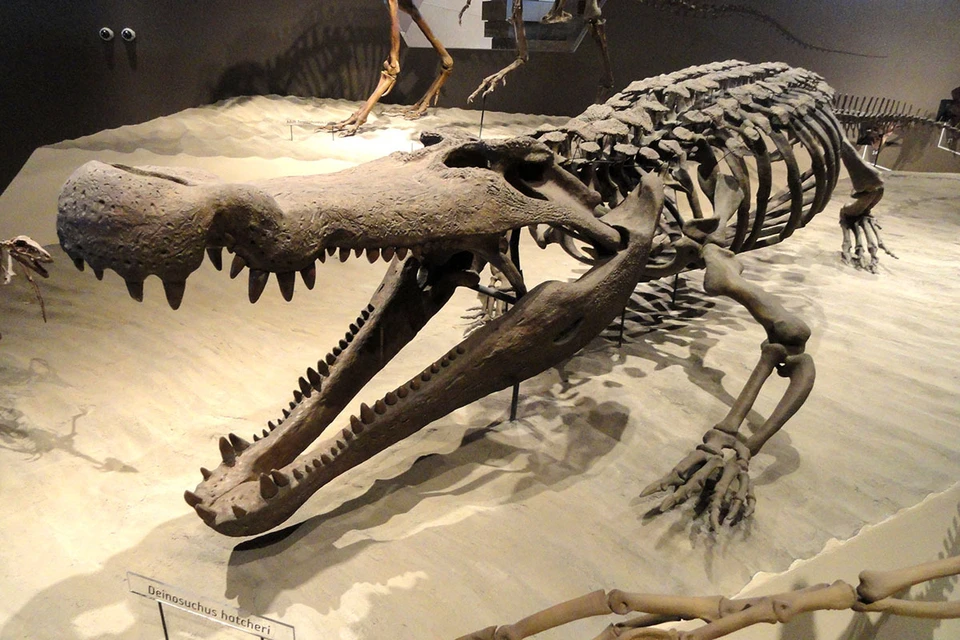 Ученые восстановили скелет &quot;чудовищного крокодила&quot;.