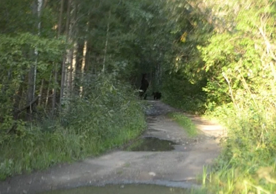 Следом за медвежатами на дорогу вышла медведица. Фото: Алексей Барсуков.