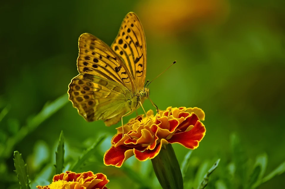 Фото: pixabay.com