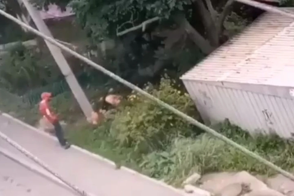 Неизвестные перерыли все клумбы во дворе
