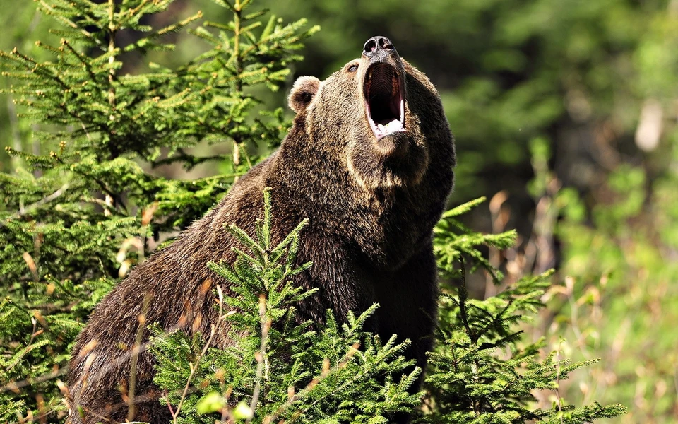 Хозяин тайги напугал их ревом. Фото: baikal-olkhon.ru