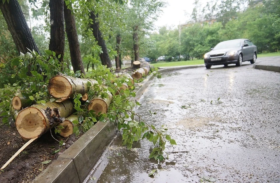 Стоимость вырубленных зеленых насаждений возместят