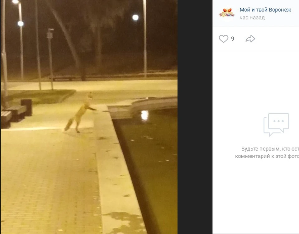 страница сообщества "Мой и твой Воронеж" в соцсети "Вконтакте"
