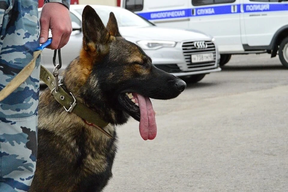 В Белгородской области собака помогла найти пропавшего человека.
