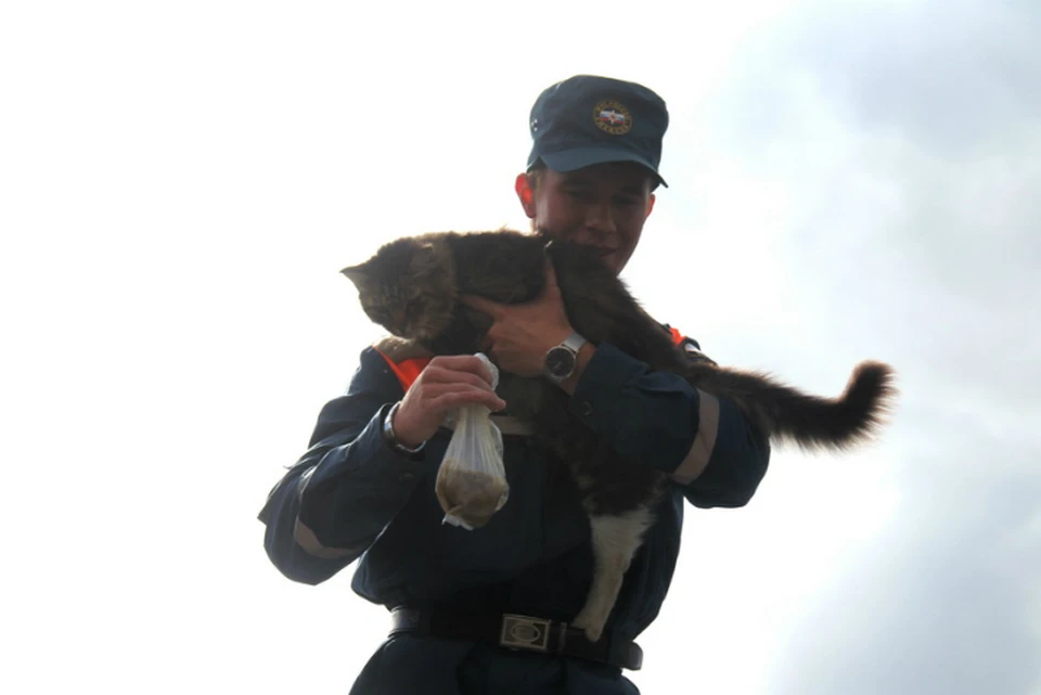 В Хабаровском крае с затопленных территорий спасли животных