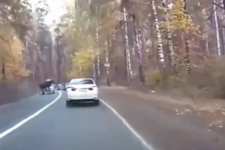 Животное неожиданно выпрыгнуло на дорогу.