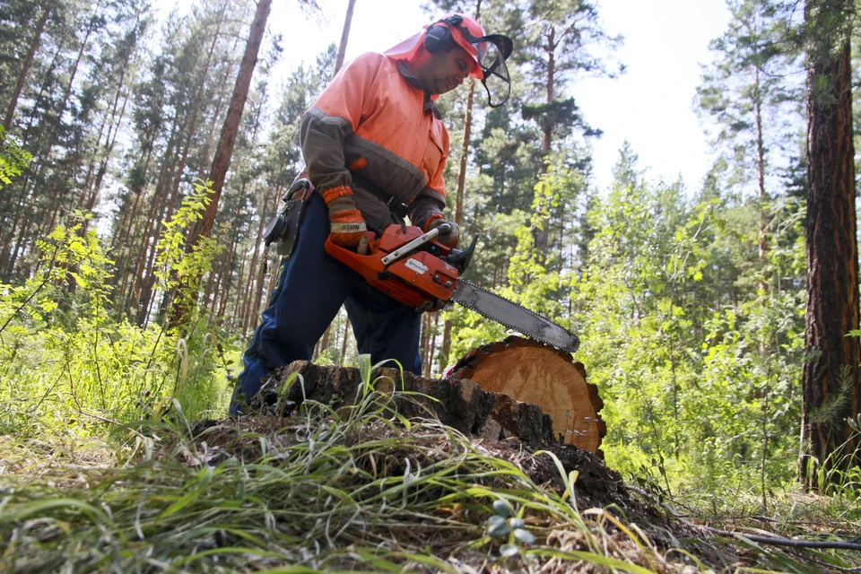 С 2022 года будет объявлен абсолютный запрет для необработанных или только для вида обработанных – лесоматериалов.