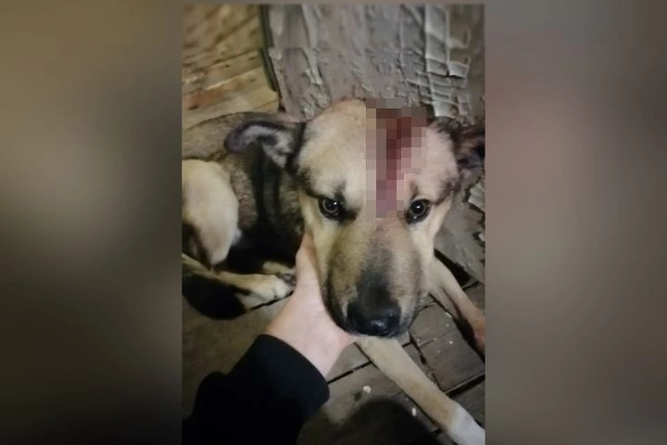Псу нужна срочная помощь ветеринаров. Фото: предоставлено Аленой Мезенцевой