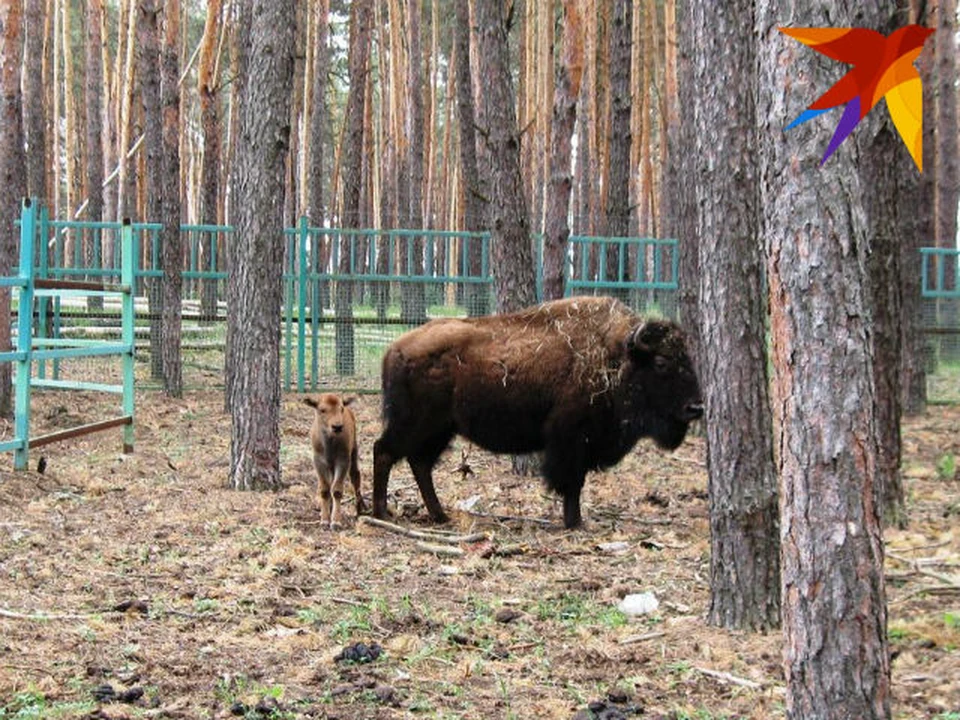 Червленый яр воронеж фото летом