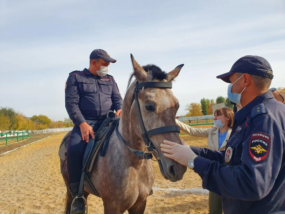 В полиции Саратова показали журналистам новых коней