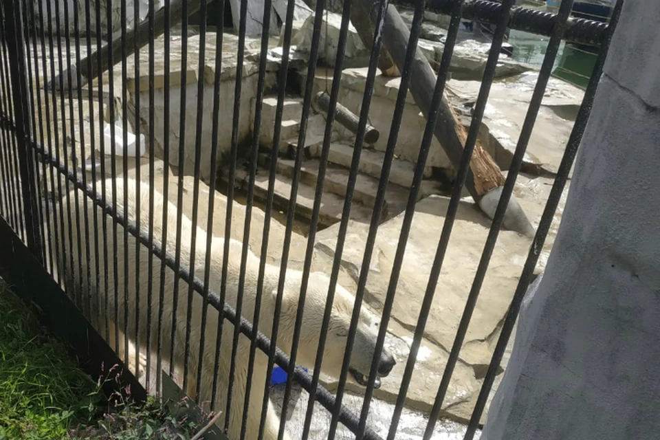 Зоосад под Хабаровском отметит день рождения