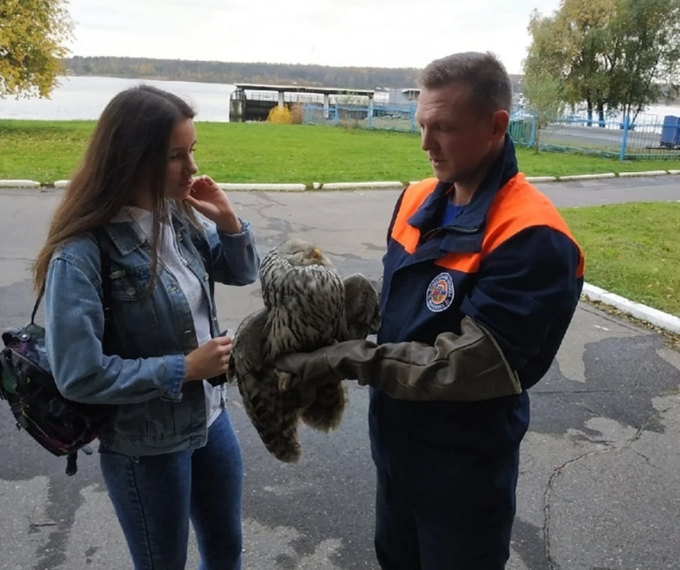 Спас череповец. Сова спасатель. Спасли птицу Череповец. В Днепре в горящем лесу пожарные спасли сову.