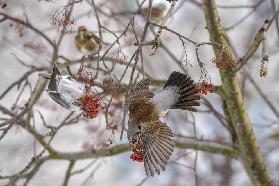 По словам руководителя орнитария в парке «Сокольники» Вадима Мишина, в этом году жалоб на оголодавших птиц действительно очень много.