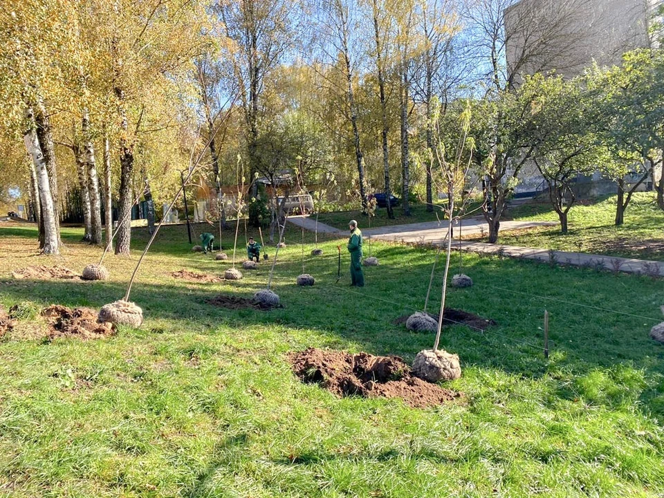 Аллея из кленов появилась в сквере в Смоленске. Фото: администрация г. Смоленска.
