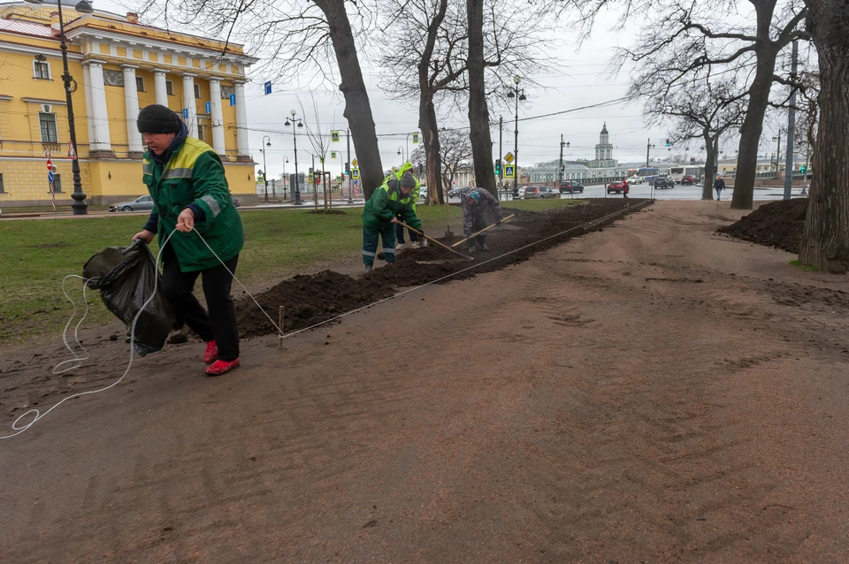 Почти 5 тысяч деревьев высадили в Петербурге за октябрь