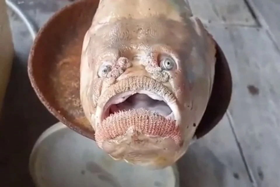 Рыба С Человеческим Лицом Фото