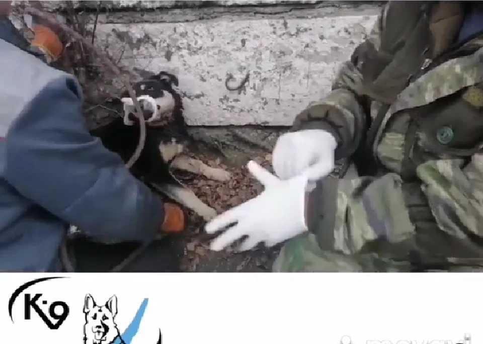 В Иркутске сотрудники К-9 спасли собаку от душившего ее ошейника. Фото: Питомник К-9