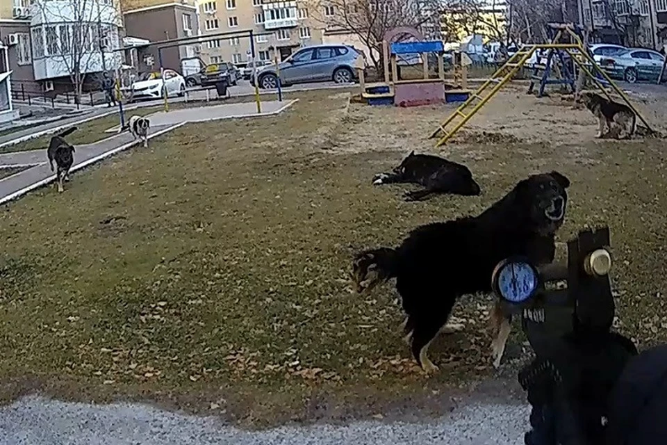 Труп собаки обнаружили на детской площадке в Тюмени. Фото: скриншот с видео