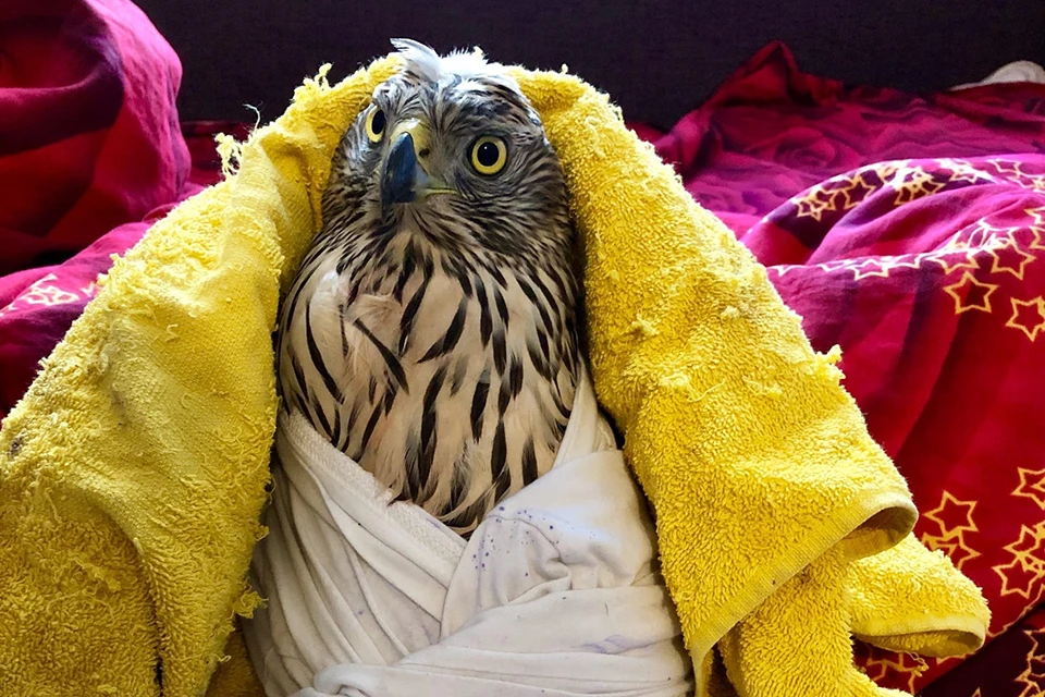 Чтобы усмирить характер, птицу буквально пеленали в старый халат. Фото: Наталья Раевская