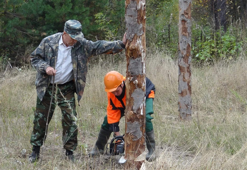Томский лесотехникум оказывает серьезную поддержку развитию школьных лесничеств Томской области.