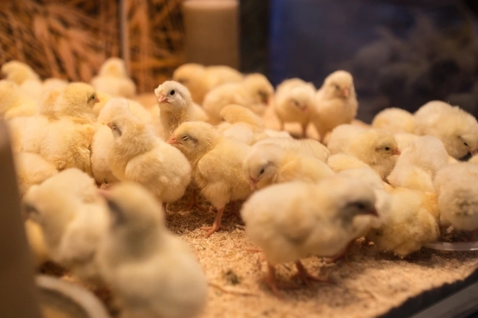 В Дании из-за вспышки птичьего гриппа уничтожат 25 тысяч цыплят
