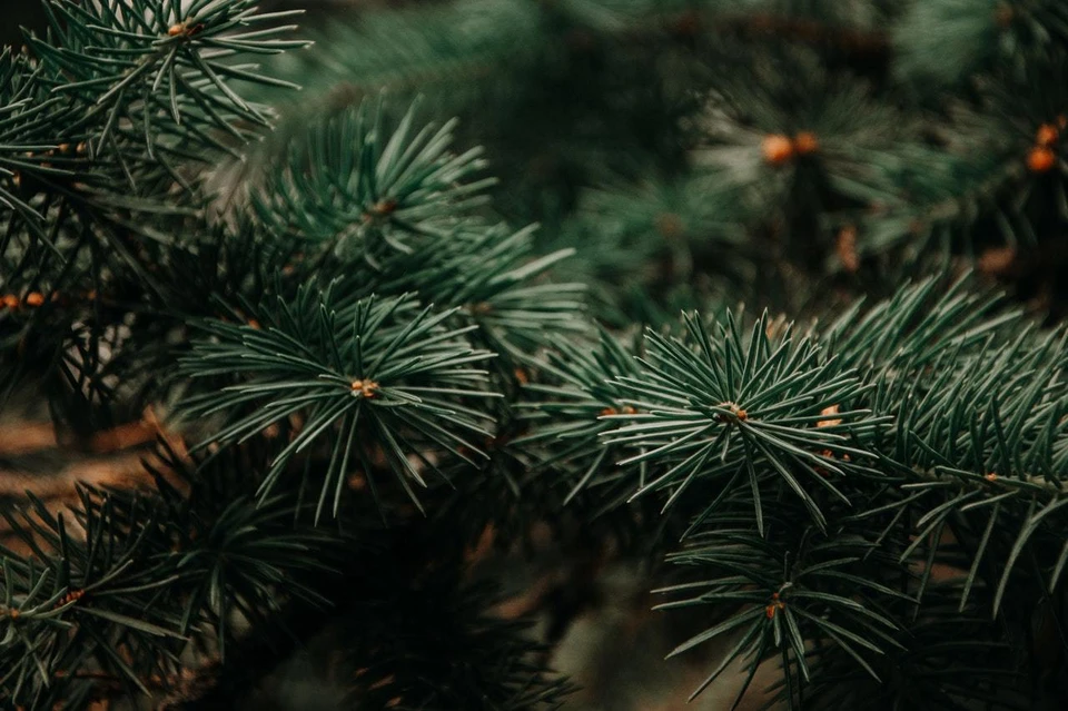Фото: pexels.com