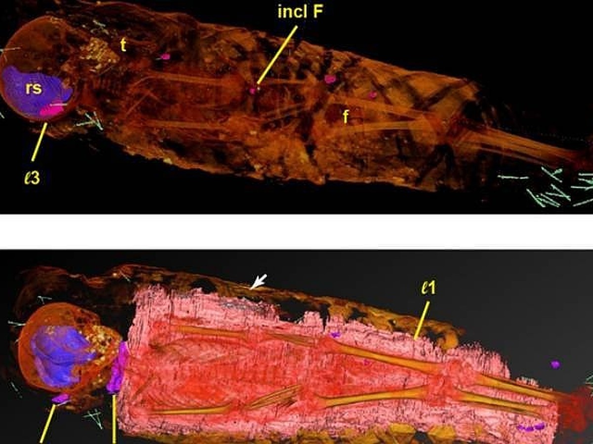 Утыканная булавками мумия египетской девочки озадачила исследователей -  KP.RU