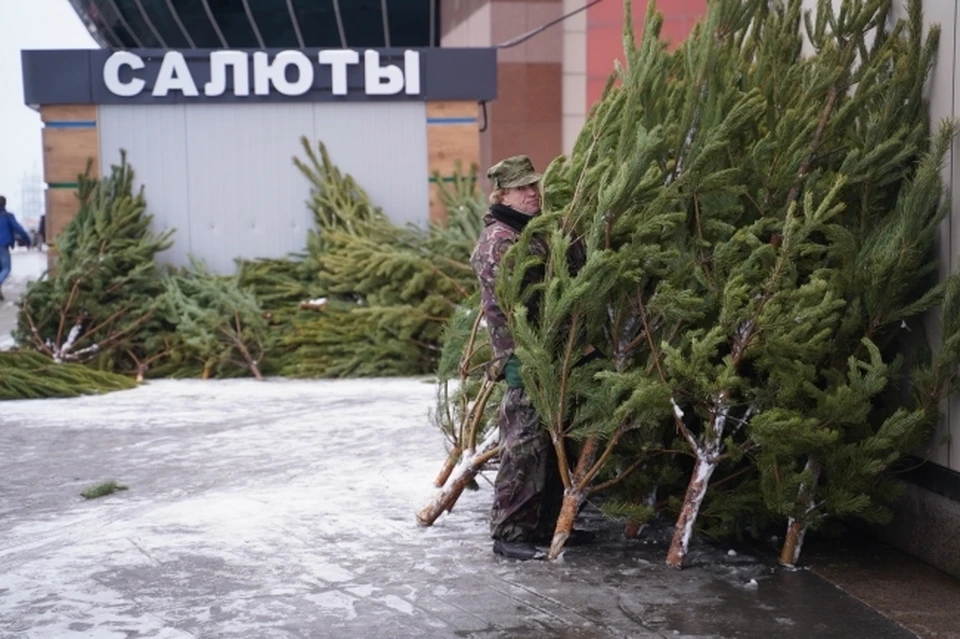 В Симферополе продажа елок начнется с середины декабря.