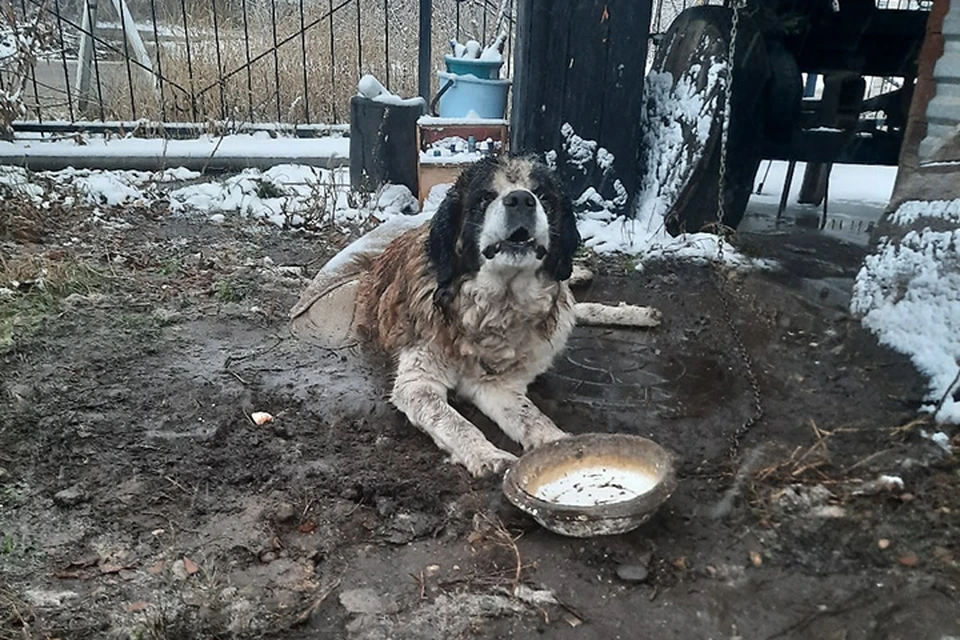 Дзержинске на стоянке в грязи погибает огромный пес.