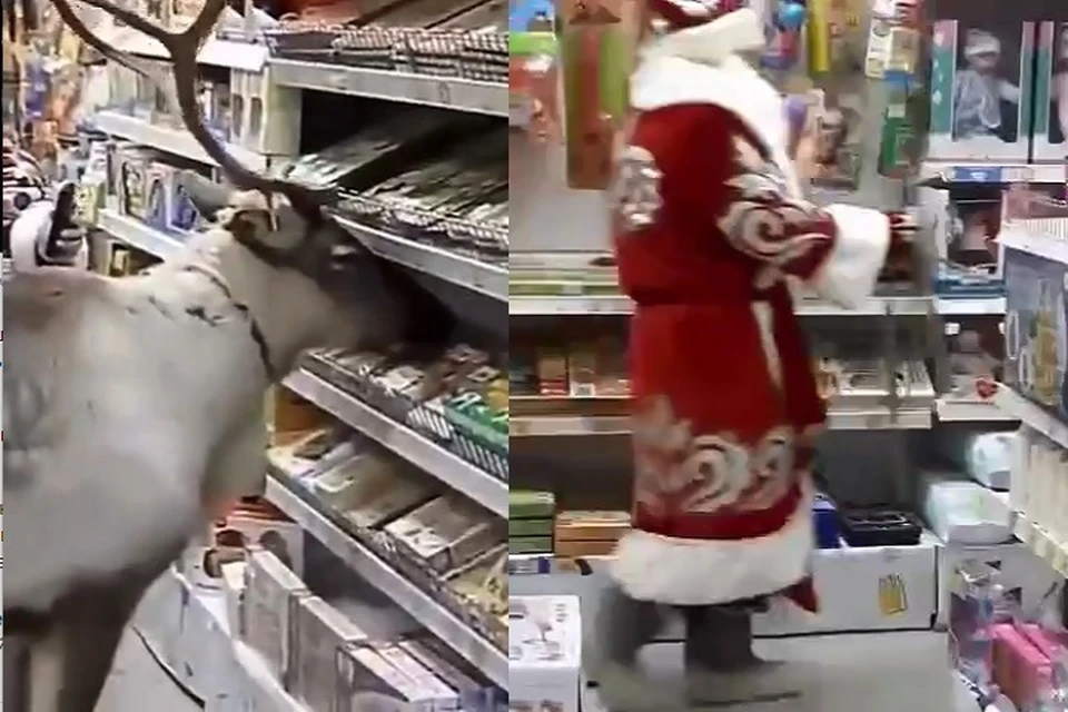 В Сургуте любопытный олень Валерчик зашел в магазин за подарками вместе с Дедом Морозом. Фото: скриншот с видео