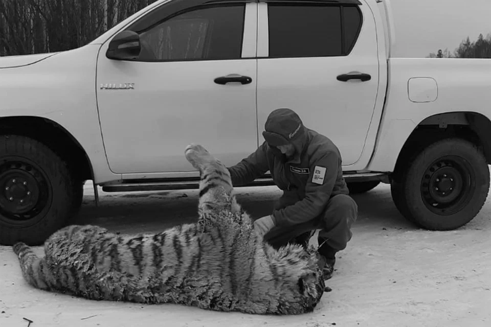 Водитель сам позвонил в полицию и рассказал о трагедии. Фото: центр «Амурский тигр»