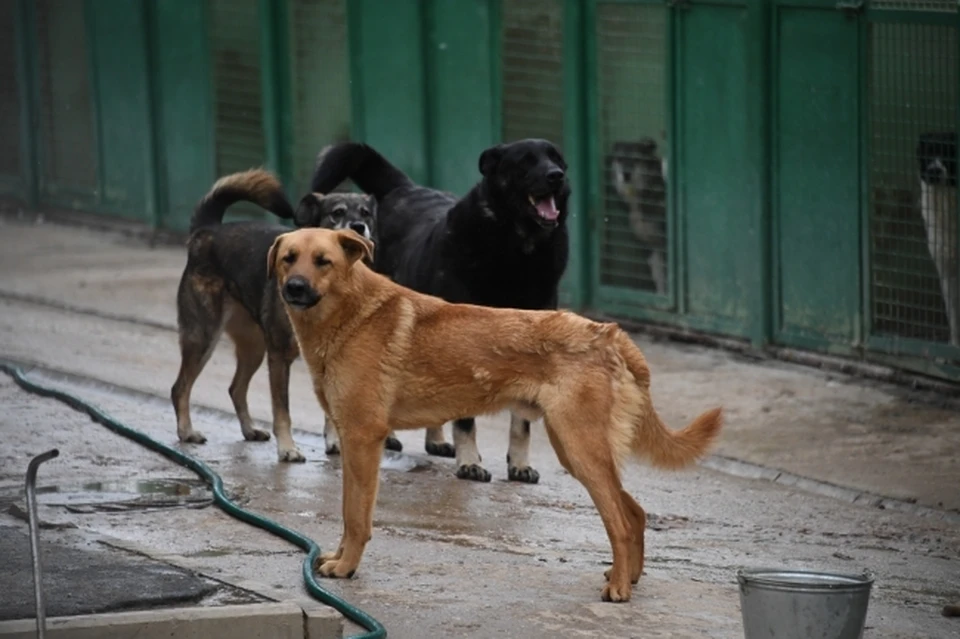 Пока волгоградцы ждут реальных действий от властей, собаки с трудом переживают зиму и становятся злыми.