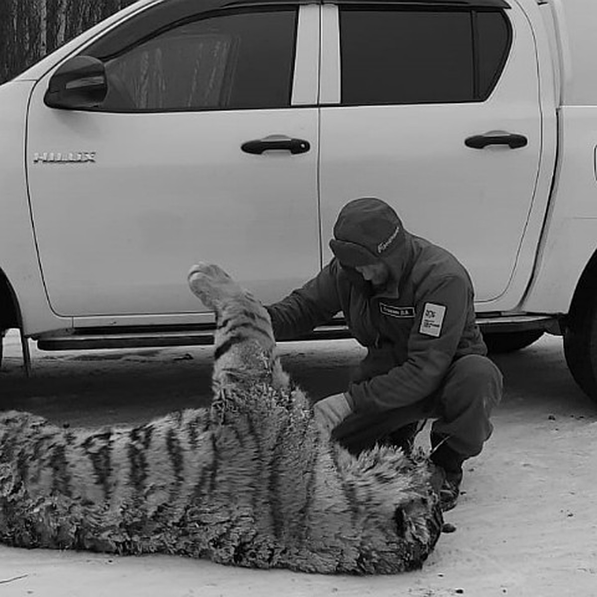 Загнала людей в кафе и пыталась есть собак: специалисты рассказали о  тигрице, которую насмерть сбила машина в Хабаровском крае - KP.RU