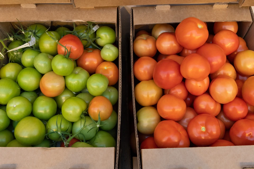 Россельхознадзор запретил импорт томатов и перца из Узбекистана