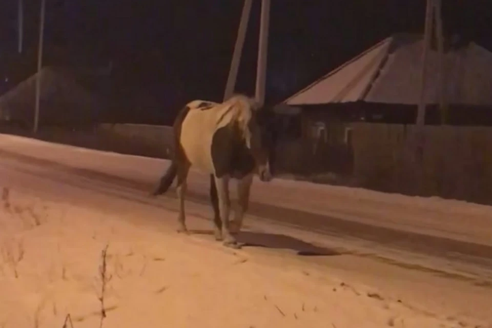 На девушку упала лошадь 19. Холодные московские улицы лошадь упала. Конь заметив людей сердито фыркнул.