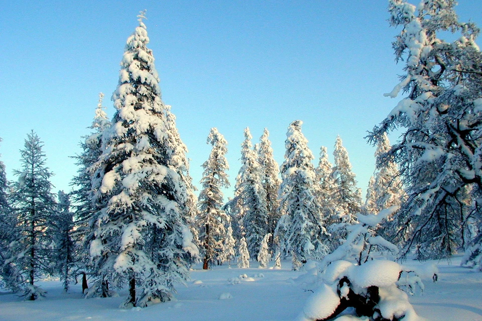 На всей территории Российской Федерации завершился первый цикл государственной инвентаризации лесов.