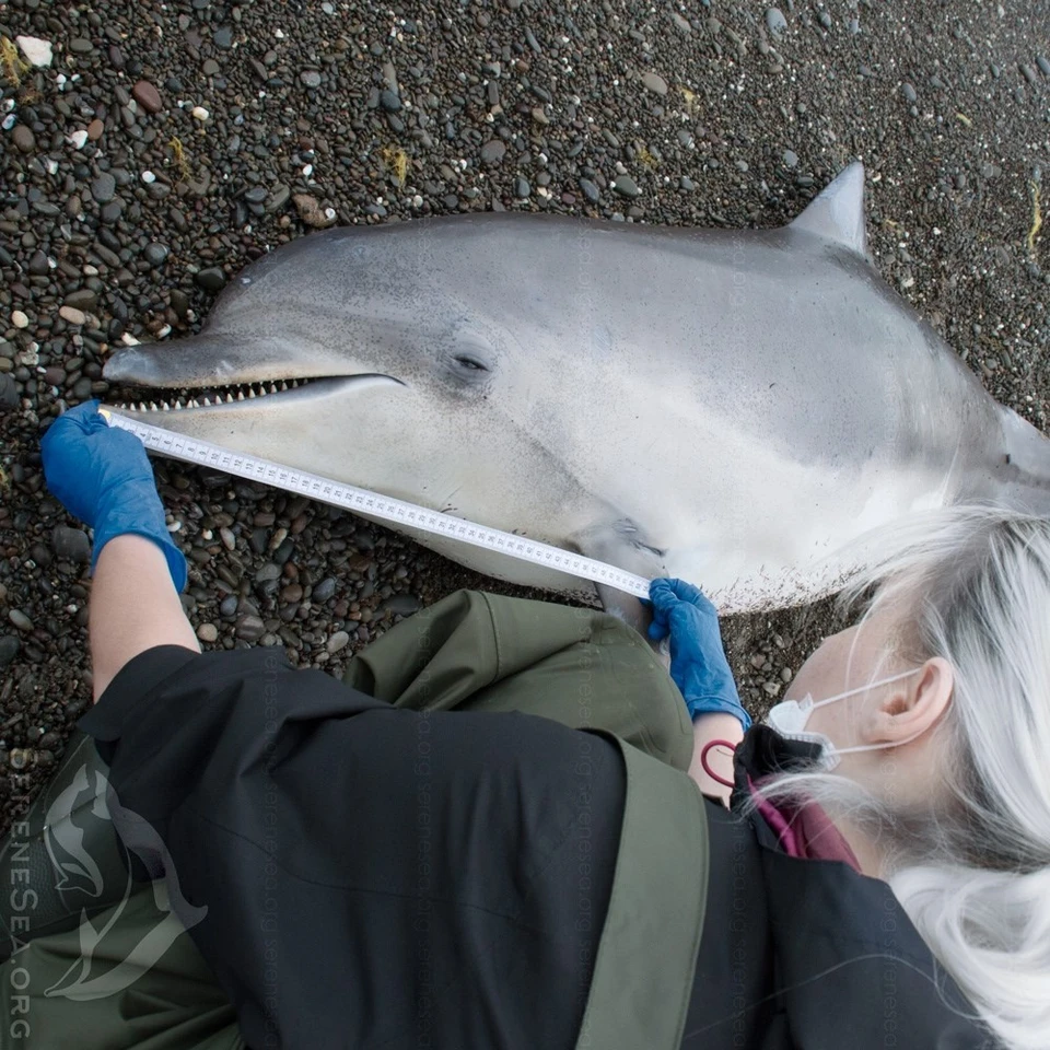 На коже погибшего есть пятна от оспы. Фото: Центр реабилитации дельфинов «Безмятежное Море»/VK