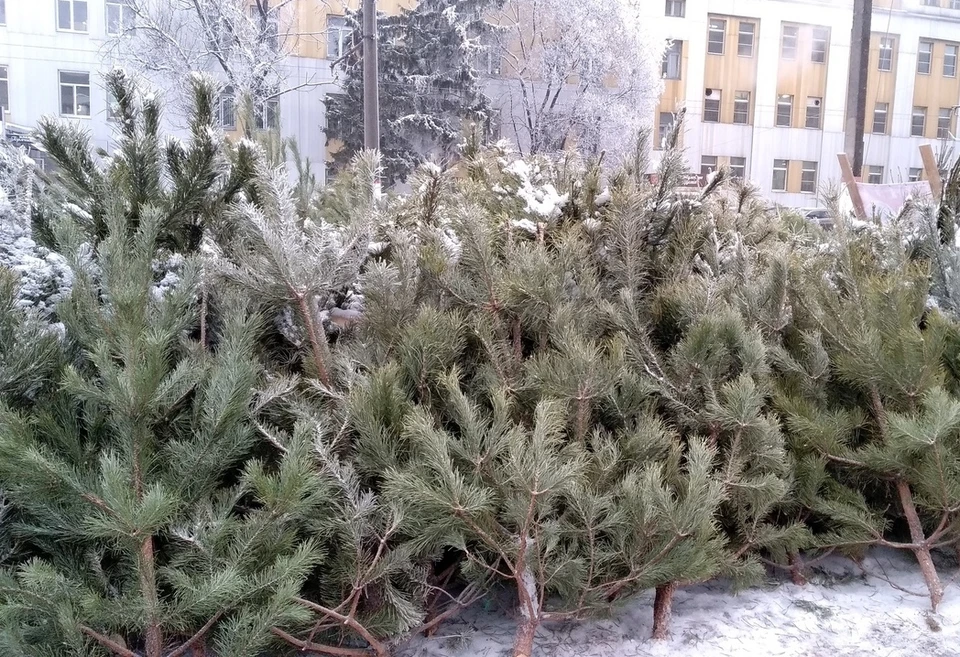 Деревья привезли в областной центр из лесохозяйственных питомников