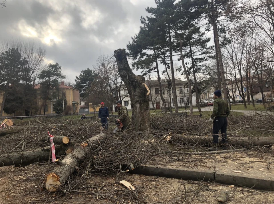 Почему спиливают деревья. Срубленные деревья в Симферополе. Вырубка деревьев Симферополь. Срубка деревьев в Крыму. Срубленные деревья в городской черте Симферополь.