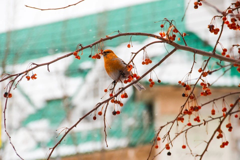 Необычные птицы появились в городе с первыми морозами.