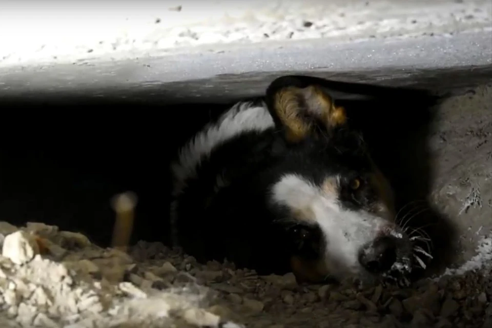 Новосибирец Евгений Кочкин спас собаку, застрявшую под бетонной плитой. Фото: Кадр из видео