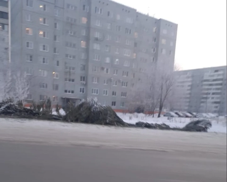 Сейчас все брошенные деревья уже убрали.