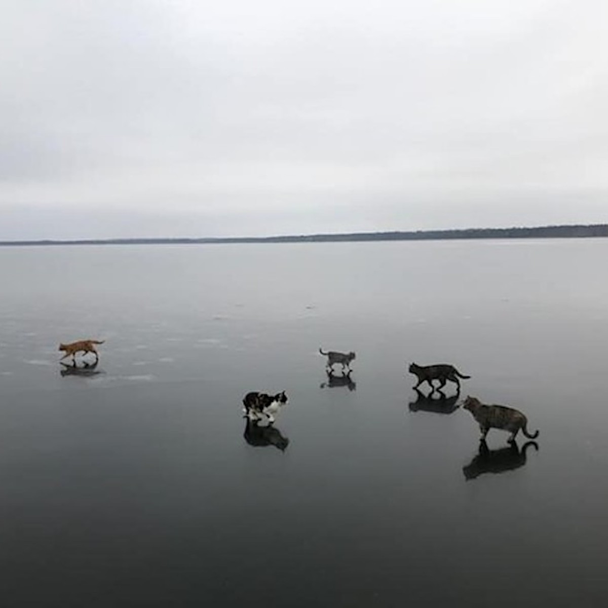 Фотограф из Подмосковья завел 50 кошек и живет на на берегу озера в  Тверской области - KP.RU