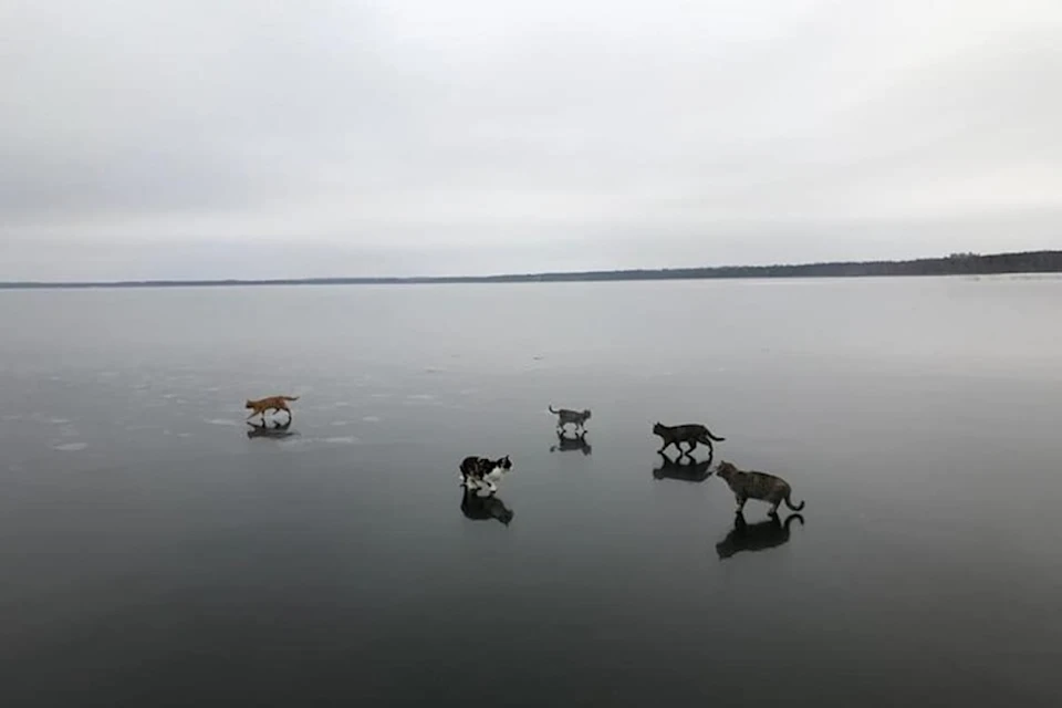 Хозяин котиков, гулявших по льду озера, фотограф из Подмосковья, держит 50 питомцев. Фото: Дмитрий Шубин.