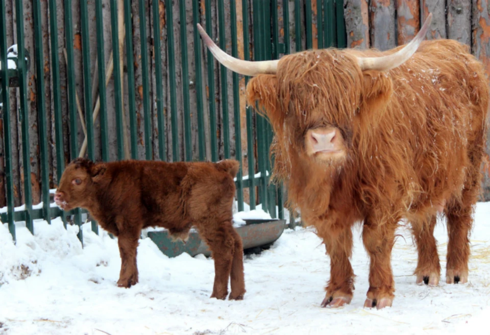 Живой символ года: В нижегородском зоопарке «Лимпопо» родился шотландский бычок хайленд.