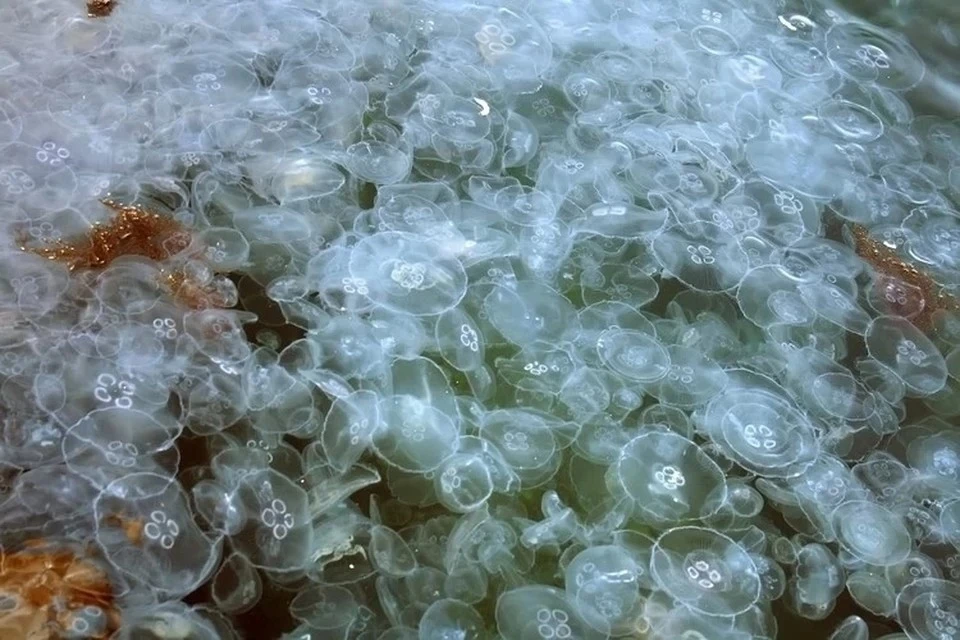 Море похоже на холодец. Фото: Архив "КП"